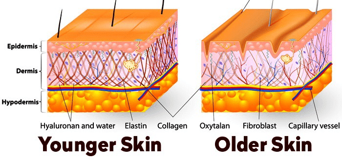 Elastin in Skin