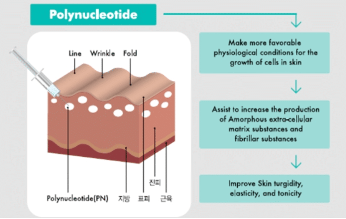 Rejuvenation PN in Rejuran