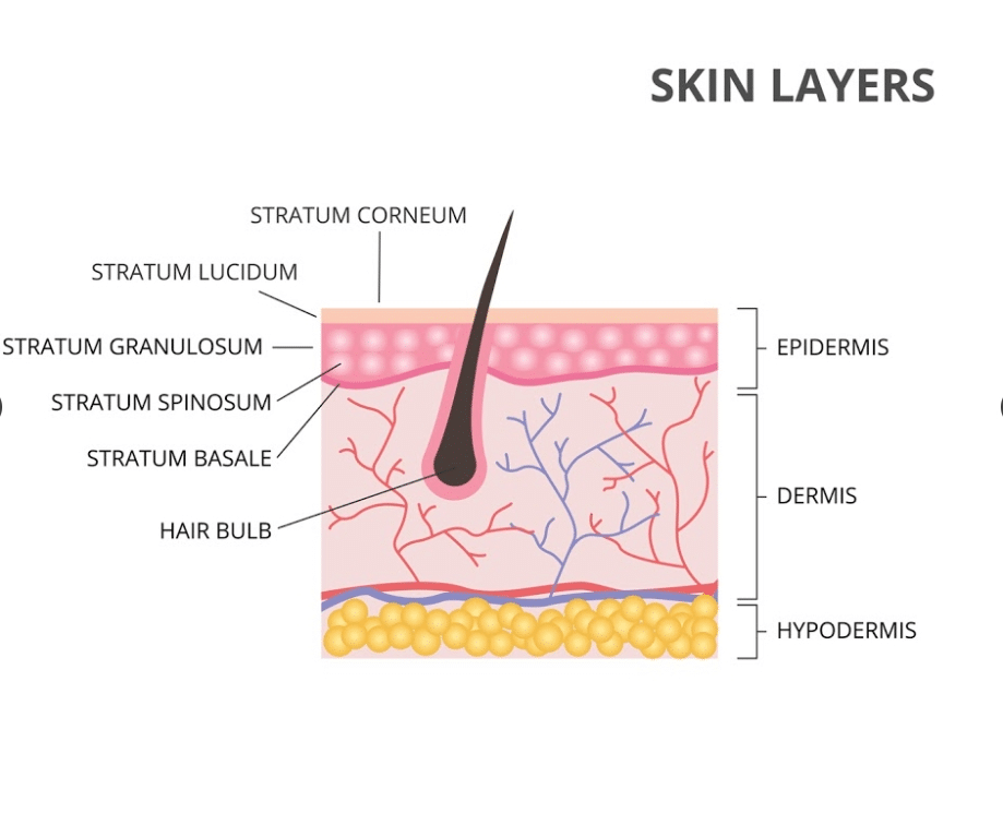 Thermage and Skin Layer