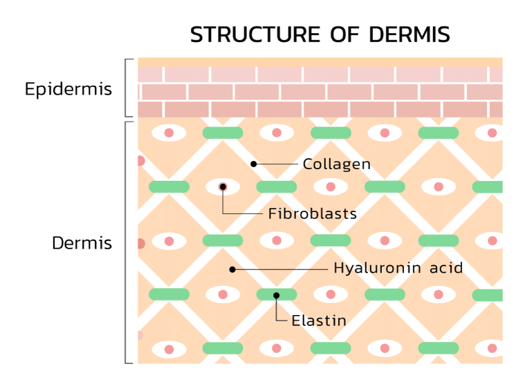 Stucture of Demis