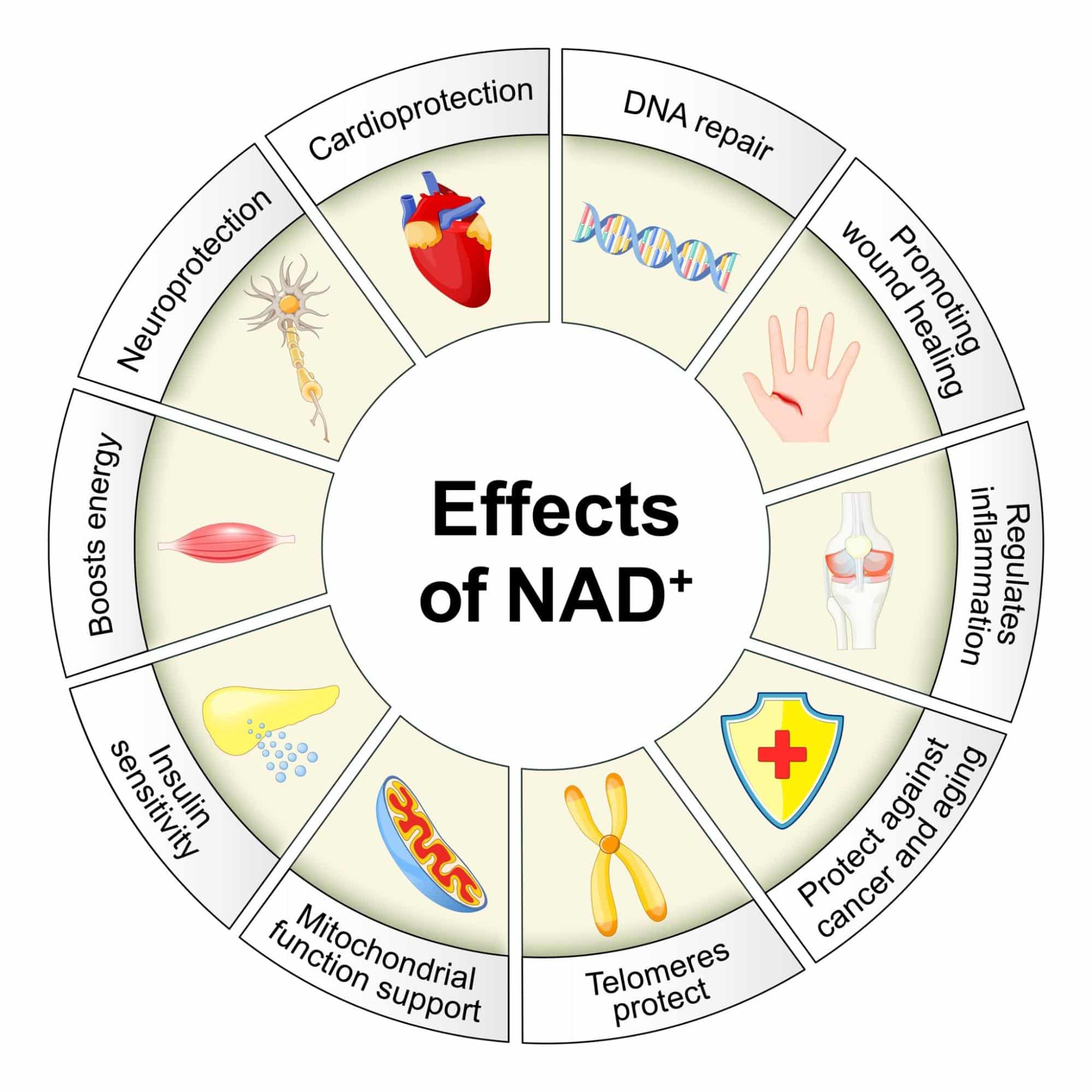 effects of NAD+
